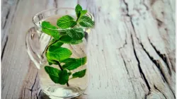 mint_leaf_water- India TV Hindi