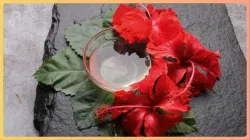 hibiscus oil - India TV Hindi