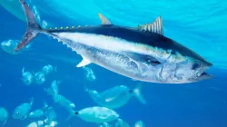 Atlantic Bluefin Tuna fish- India TV Hindi