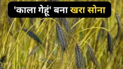 Black Wheat- India TV Paisa