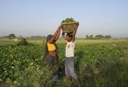 Farmer Amazon- India TV Paisa