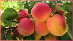 Apricot_with_milk - India TV Hindi