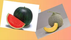  muskmelon_watermelon_benefits- India TV Hindi