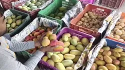 Barabankis mango- India TV Hindi