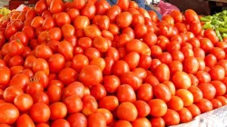 unique theft of tomatoes- India TV Hindi