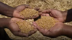 Wheat E-Auction- India TV Paisa