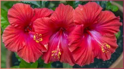 hibiscus_benefits- India TV Hindi