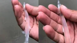 Transparent Fish- India TV Hindi