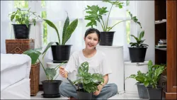 Air Purifier Plants- India TV Hindi