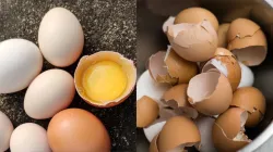 benefits of egg shells - India TV Hindi