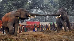 sonpur mela- India TV Hindi