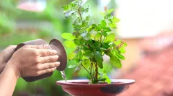 Tulsi Plant Puja- India TV Hindi