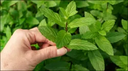 Basil Benefits- India TV Hindi