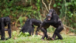 chimpanzees and borobos- India TV Hindi