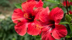  hibiscus flower water benefits - India TV Hindi