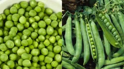 Green peas side effects- India TV Hindi