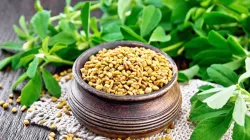 Fenugreek side effects- India TV Hindi