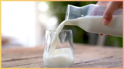 who should have milk in day - India TV Hindi