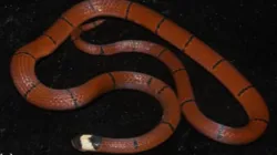 Coral snake- India TV Hindi