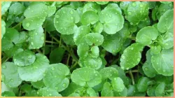 watercress - India TV Hindi