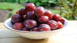 eating plums in hindi - India TV Hindi