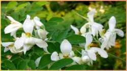 moringa flower benefits - India TV Hindi