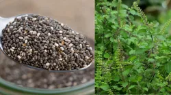 Tulsi Seeds Benefits- India TV Hindi