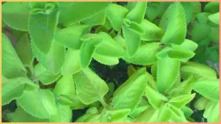  ajwain leaves benefits- India TV Hindi