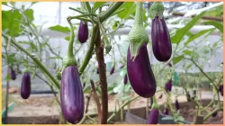  vitamin brinjal benefits - India TV Hindi