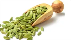 Cardamom- India TV Hindi