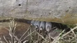 Xylaria polymorpha- India TV Hindi