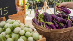 Brinjal Buying Tips- India TV Hindi