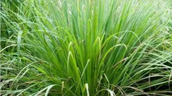 Lemongrass Benefits - India TV Hindi