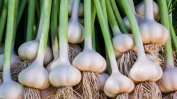 hc order on garlic- India TV Hindi