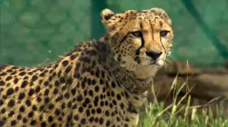 Namibian male cheetah pawan dies at Kuno Park - India TV Hindi