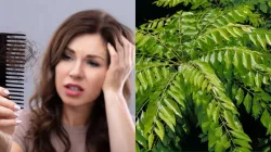 Curry Leaves For Hair Fall- India TV Hindi