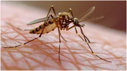 Symptoms of newly mutated Chikungunya virus- India TV Hindi