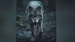 Wolf- India TV Hindi