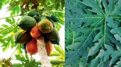 Papaya Leaves Benefits- India TV Hindi