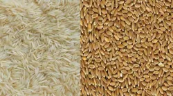 Rice and Wheat - India TV Paisa