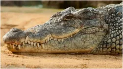 Income Tax Department team which came for raid was shocked crocodiles were found in the house case o- India TV Hindi