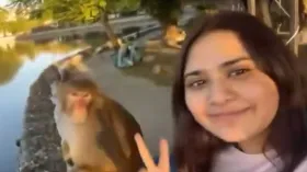 शांति से बैठे बंदर के पास Video बनाते पहुंची लड़की, आगे का नजारा देख आपकी हंसी नहीं रुकेगी