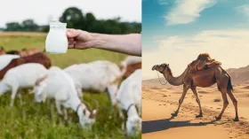 बकरी का दूध या ऊंटनी का दूध, क्या है शरीर के लिए बेस्ट? 