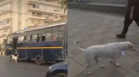 मुंबई पुलिस का दोस्त बना क्यूट सा DOG 'पाइरेट', दिल जीत लेने वाला Video हो रहा Viral 
