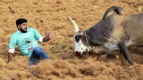 PHOTOS: गुस्साए बैल के सामने ये आदमी ऐसे क्यों पड़ा है? बेहद दिलचस्प है वजह