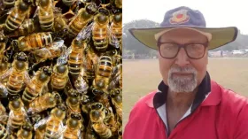 क्रिकेट मैच में मधुमक्खियों का भीषण हमला, अंपायर को 10 मिनट में मारे 50 से ज्यादा डंक; हो गई मौत