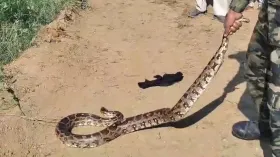 यूपी: 10 दिन में गांव से मिले 2 अजगर तो मचा हड़कंप, 10-10 फीट है लंबाई, ग्रामीणों में दहशत