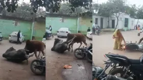 आपस में लड़ रहे आवारा सांडों ने बाइक सवार को उठाकर पटका, सड़क बनी जंग का मैदान, वीडियो वायरल