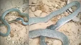 खाने को कुछ नहीं मिला तो सांप ने अपनी ही पूंछ निगल ली, सामने आया VIDEO 