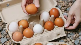 अंडे अलग-अलग रंग के क्यों होते हैं? इसका कारण जानकर हो जाएंगे हैरान